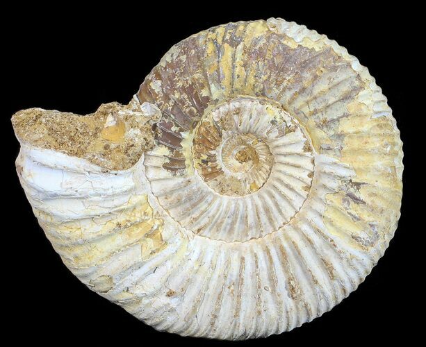 Perisphinctes Ammonite - Jurassic #54228